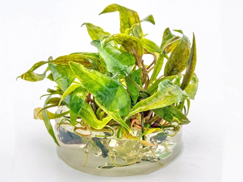 Purpurwasserkelch - Cryptocoryne purpurea in vitro